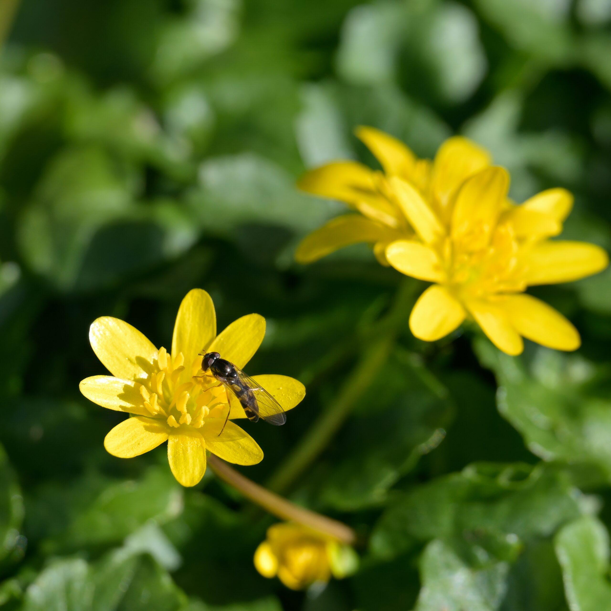 Amaranthus Red - Amaranthus Caudatus - Image 2